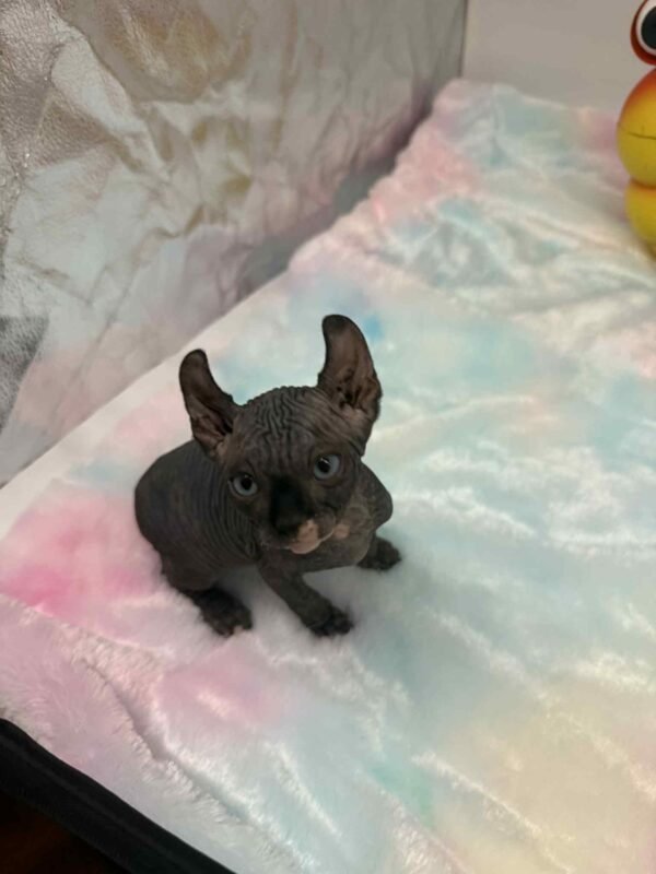 Purradox Solara Black DBE Elf Sphynx