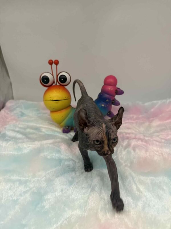Purradox Nyxie Black Tortie Elf sphynx