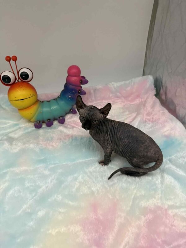 Purradox Elowen Black Tortie Elf Sphynx