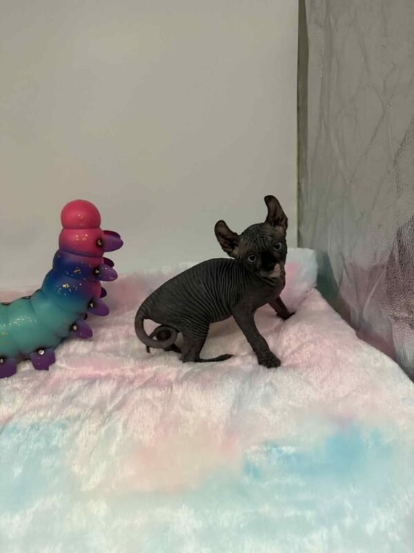 Purradox Solara Black DBE Elf Sphynx