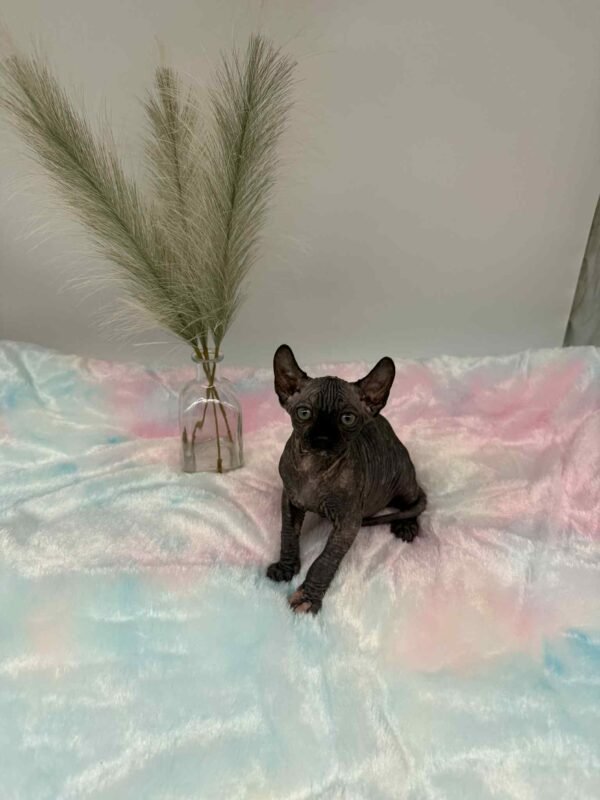 Purradox Elowen Black Tortie Elf Sphynx