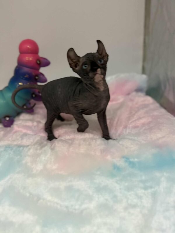 Purradox Solara Black DBE Elf Sphynx