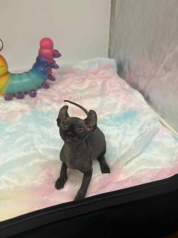 Aethera Black Elf Sphynx
