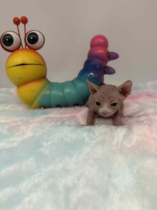 Purradox Fenix Red and White Canadian Sphynx