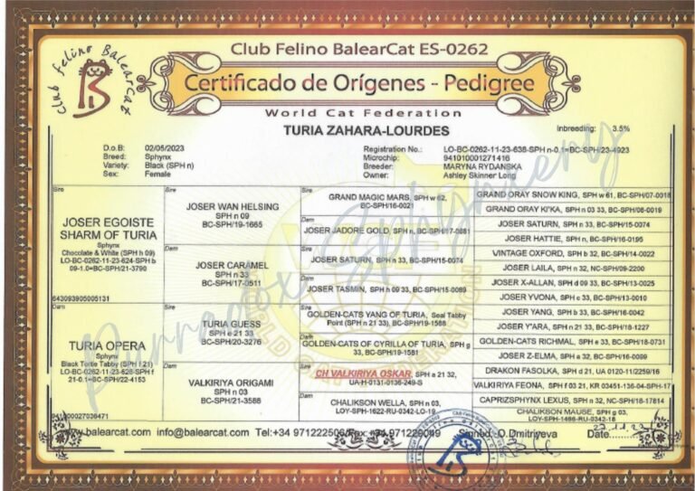 Black Sphynx Queen Lourdes Pedigree