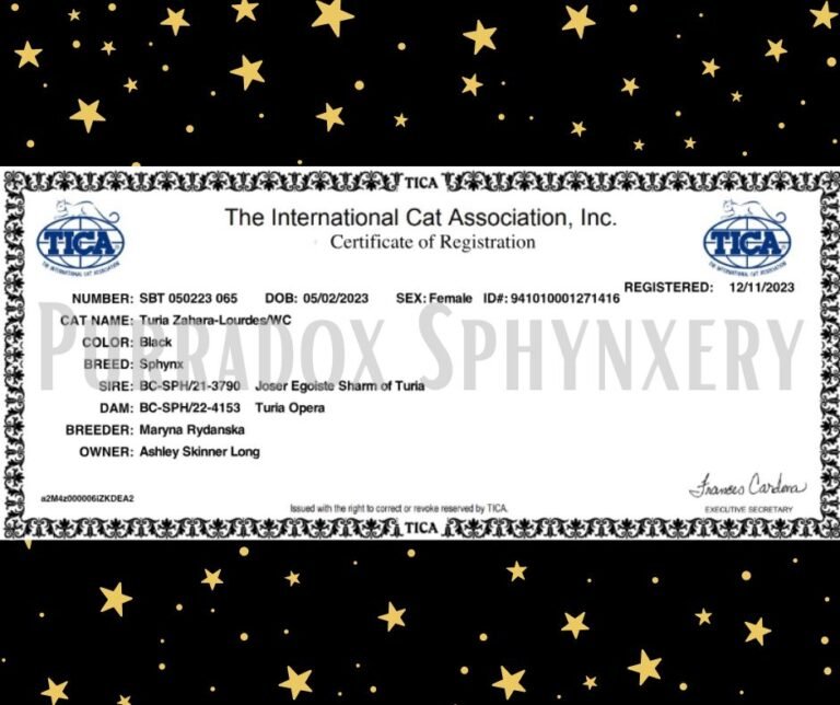 Black Sphynx Queen Lourdes Tica Registration Certificate