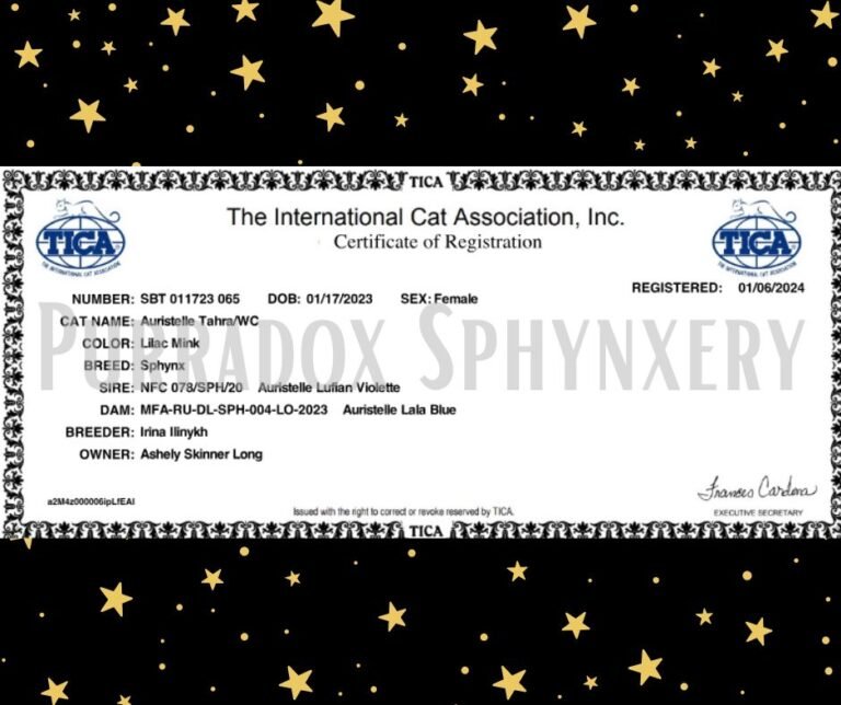 Lilac Sphynx Queen Tahra Tica Registration Certificate