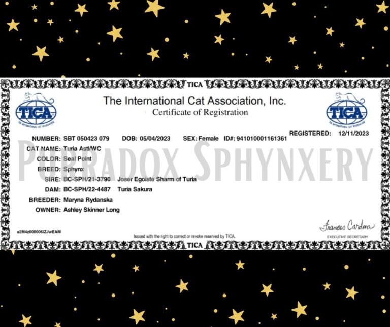 Seal Point Sphynx Queen Asti Tica Registration Certificate