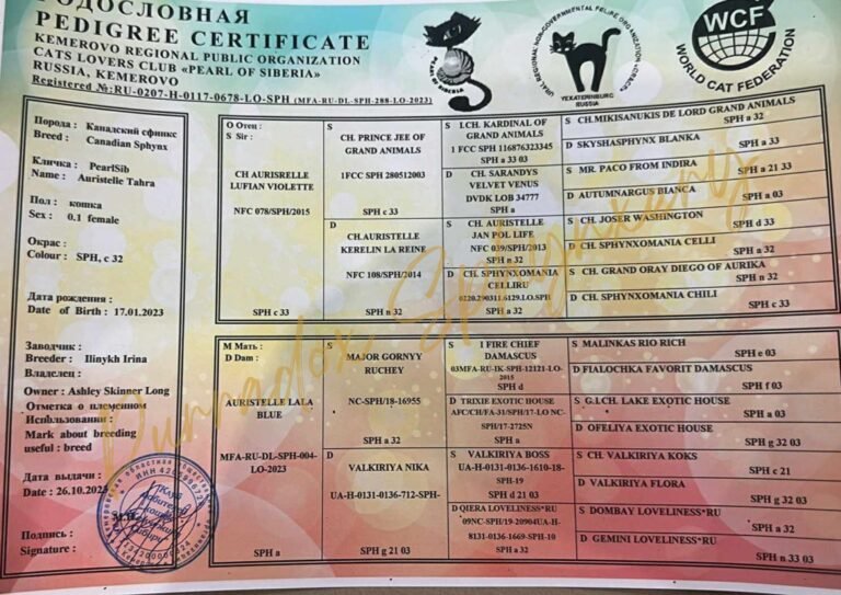 Lilac Sphynx Tahra Pedigree