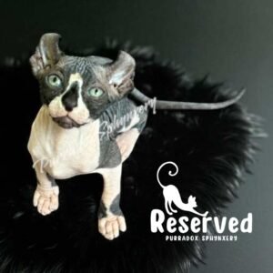Black bicolor elf sphynx reserved thistle