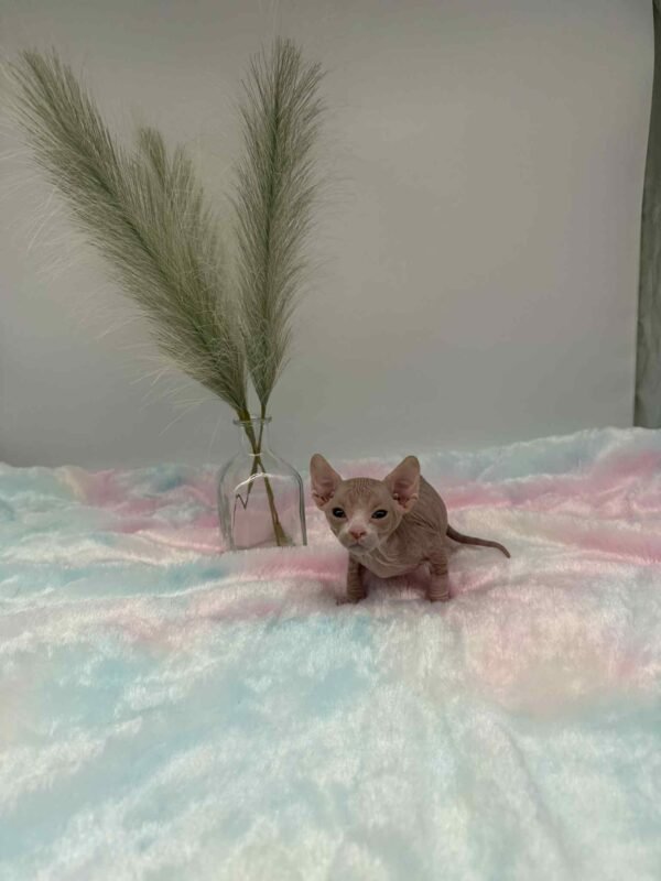 Purradox Fenix Red and White Canadian Sphynx