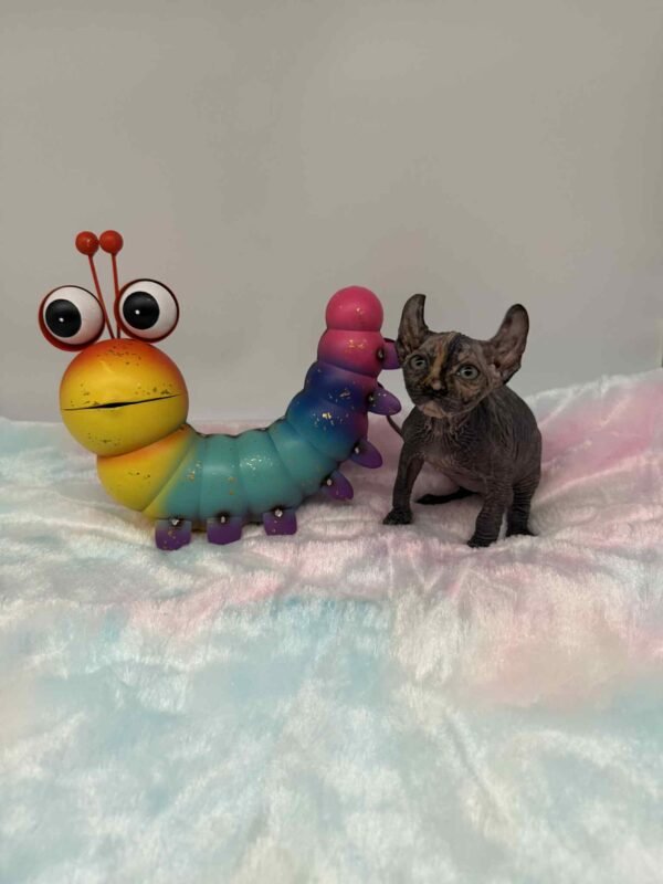 Purradox Nyxie Black Tortie Elf sphynx