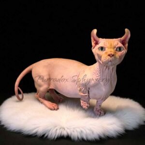 Red Dwelf Sphynx Male Retired