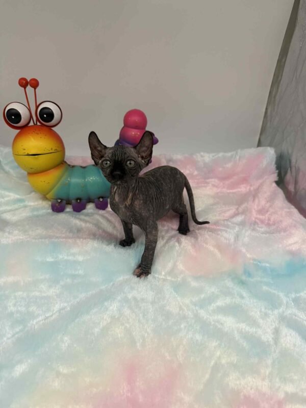 Purradox Elowen Black Tortie Elf Sphynx