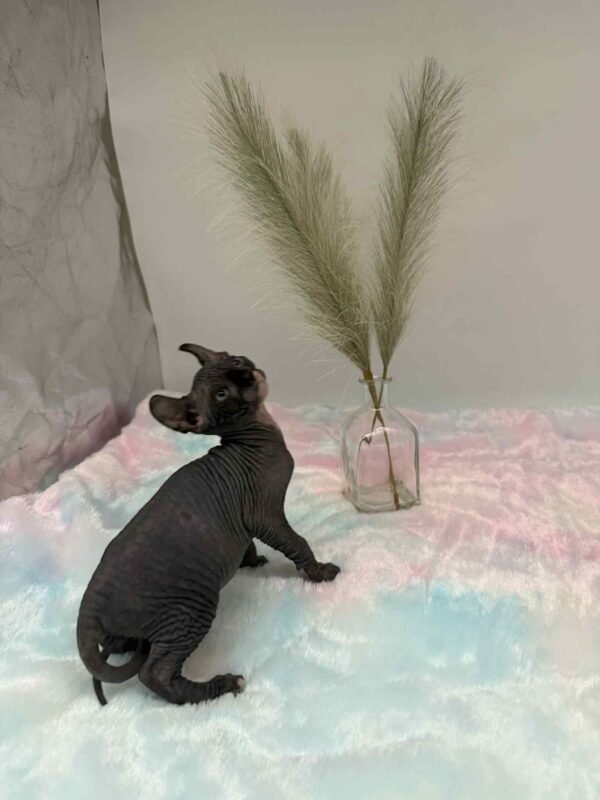Purradox Solara Black DBE Elf Sphynx