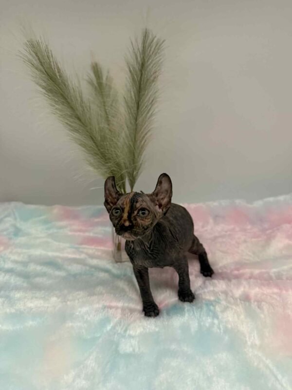 Purradox Nyxie Black Tortie Elf sphynx