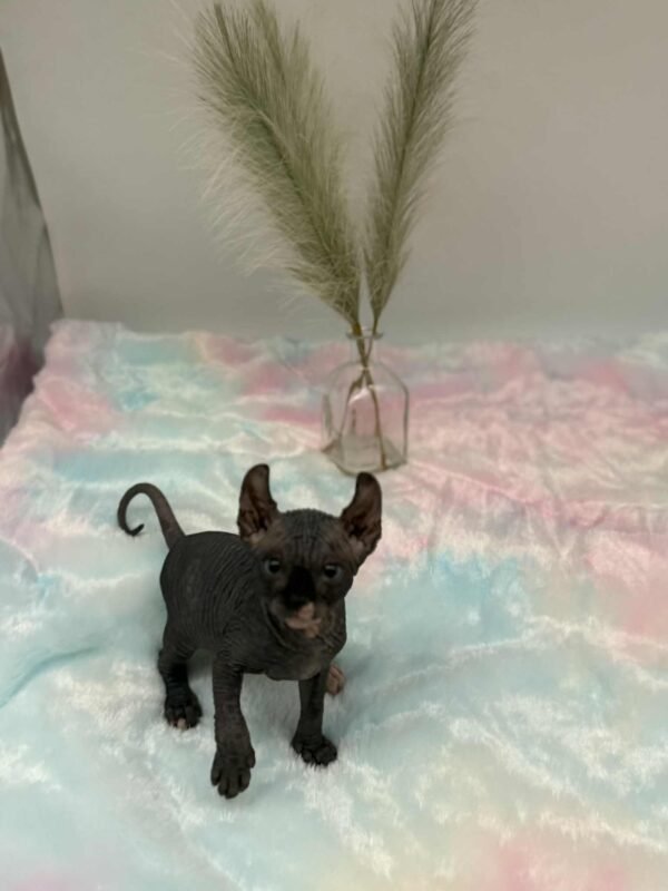 Purradox Solara Black DBE Elf Sphynx
