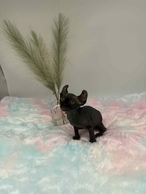 Aethera Black Elf Sphynx