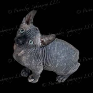 Elowen Black Tortie Elf Sphynx