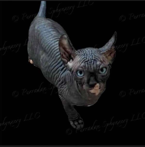 Black DBE Elf Sphynx Solara