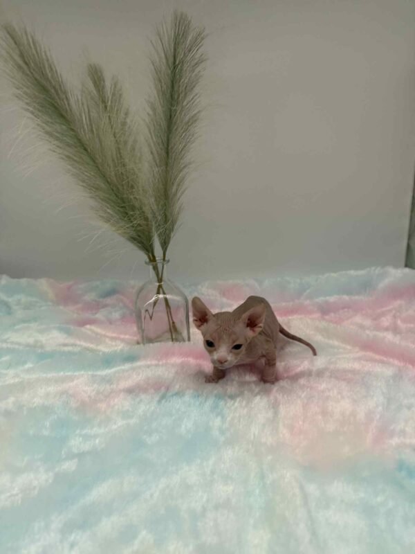 Purradox Fenix Red and White Canadian Sphynx