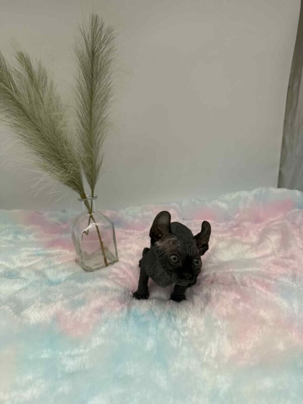 Aethera Black Elf Sphynx
