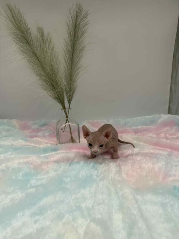 Purradox Fenix Red and White Canadian Sphynx