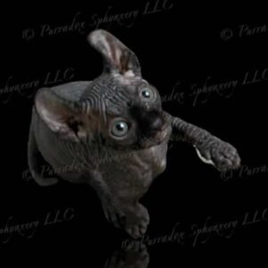Black Elf Sphynx Aethera