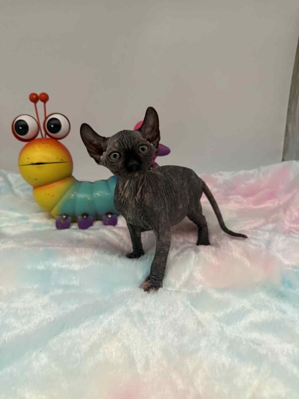 Purradox Elowen Black Tortie Elf Sphynx