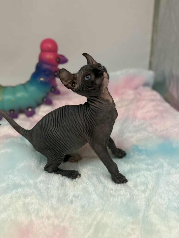 Purradox Solara Black DBE Elf Sphynx