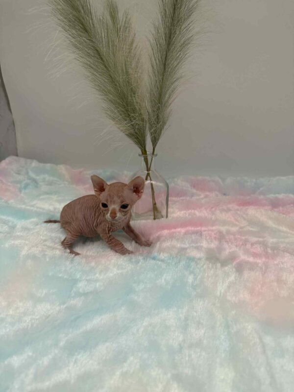 Red and White Canadian Sphynx Solis