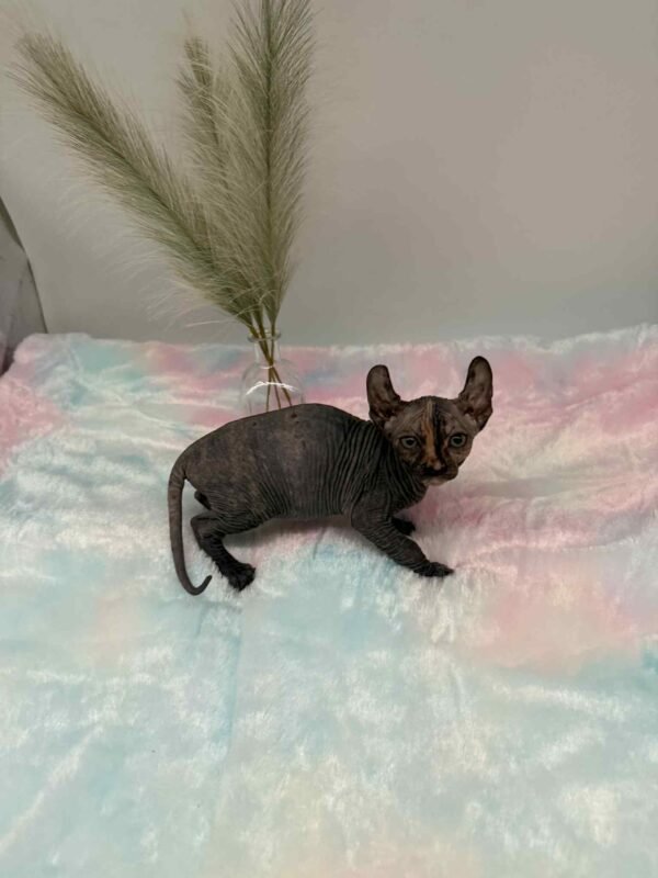 Purradox Nyxie Black Tortie Elf sphynx