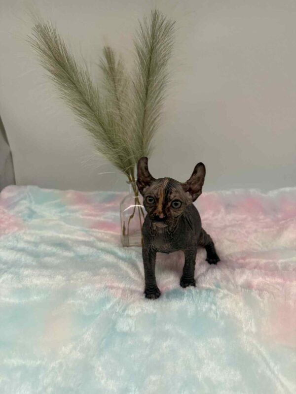 Purradox Nyxie Black Tortie Elf sphynx