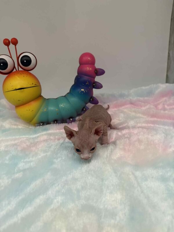 Purradox Fenix Red and White Canadian Sphynx
