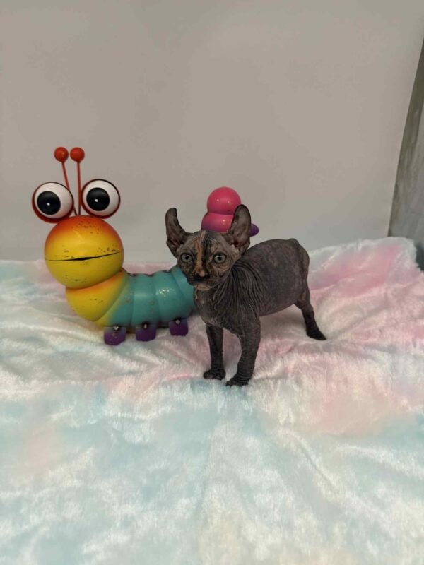 Purradox Nyxie Black Tortie Elf sphynx