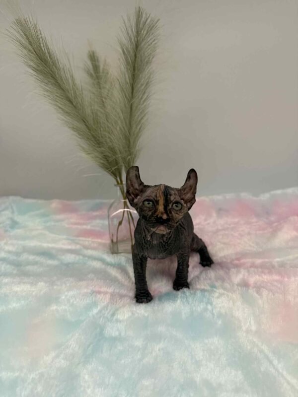 Purradox Nyxie Black Tortie Elf sphynx