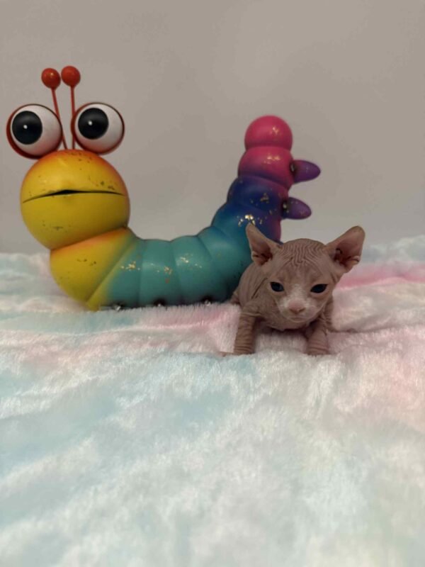 Purradox Fenix Red and White Canadian Sphynx