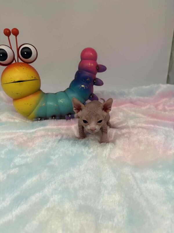 Purradox Fenix Red and White Canadian Sphynx