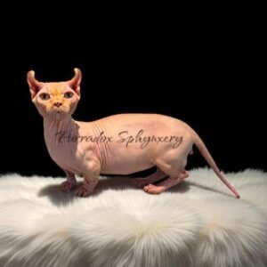 Red Dwelf Sphynx