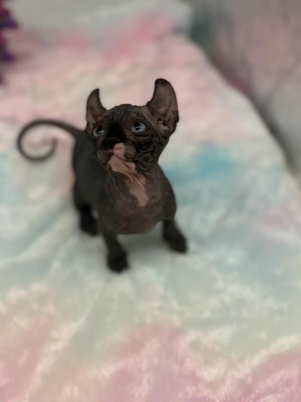 Purradox Solara Black DBE Elf Sphynx