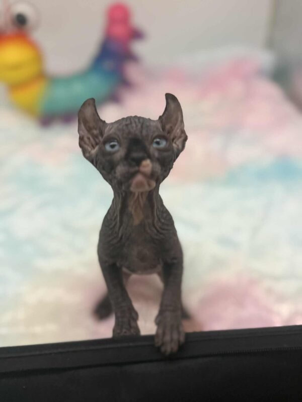 Purradox Solara Black DBE Elf Sphynx