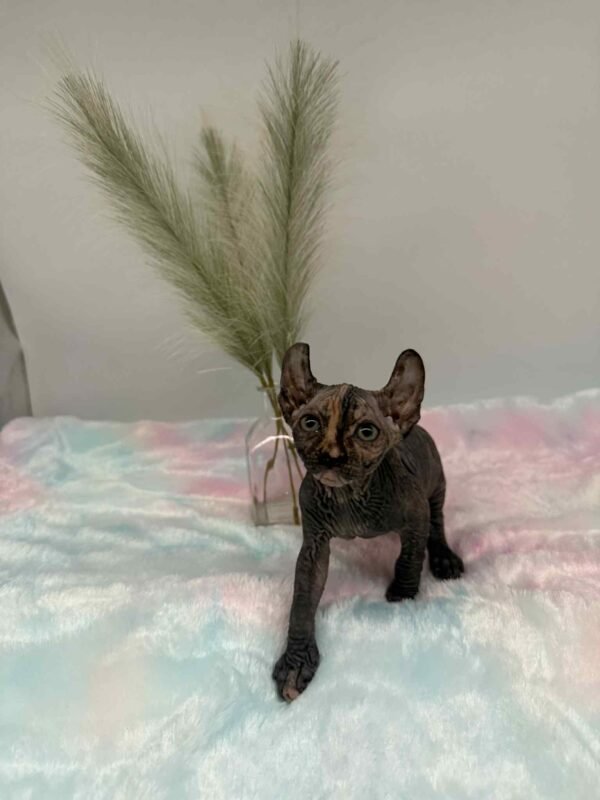 Purradox Nyxie Black Tortie Elf sphynx