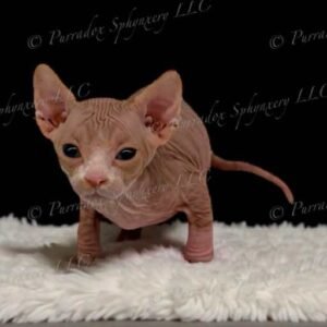 Purradox Fenix Red and White Canadian Sphynx