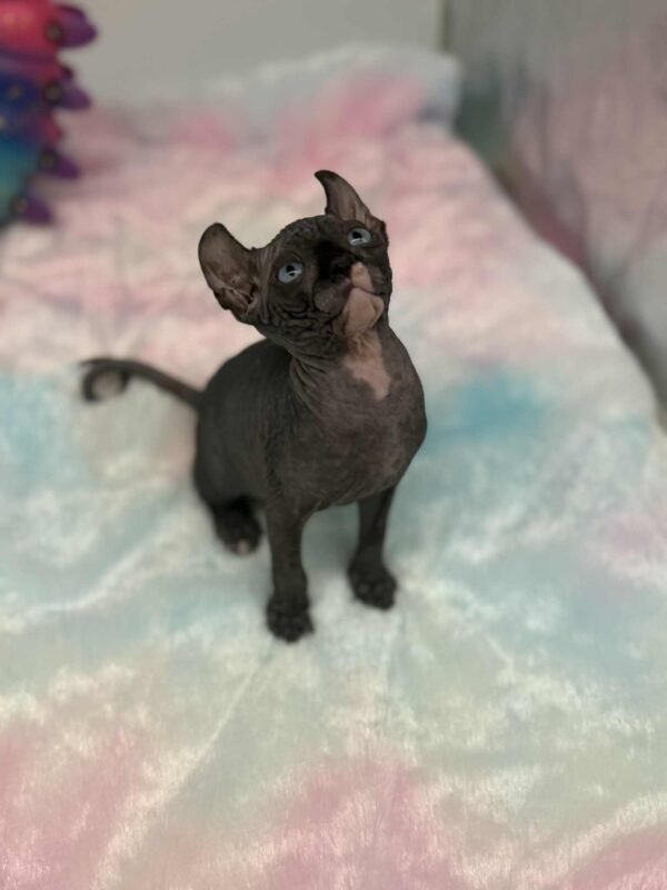 Purradox Solara Black DBE Elf Sphynx