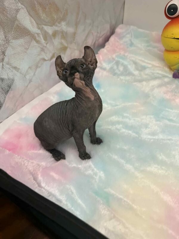 Purradox Solara Black DBE Elf Sphynx