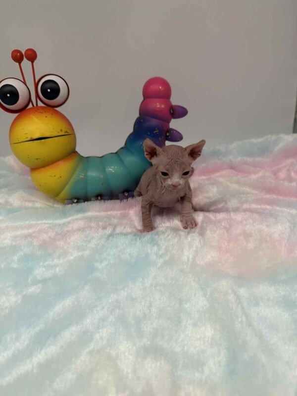 Purradox Fenix Red and White Canadian Sphynx