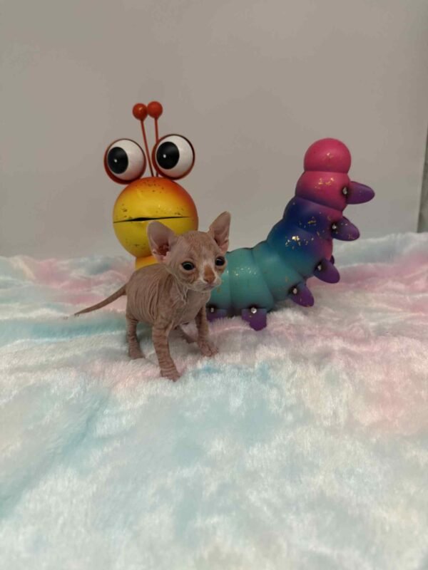 Red and White Canadian Sphynx Solis