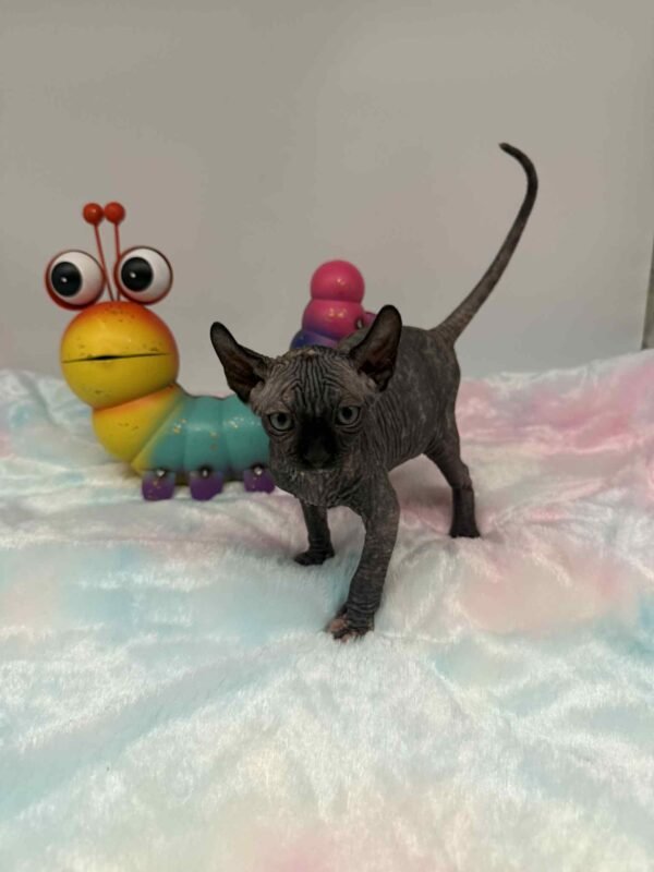 Purradox Elowen Black Tortie Elf Sphynx