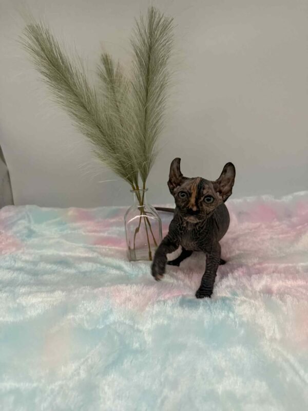 Purradox Nyxie Black Tortie Elf sphynx