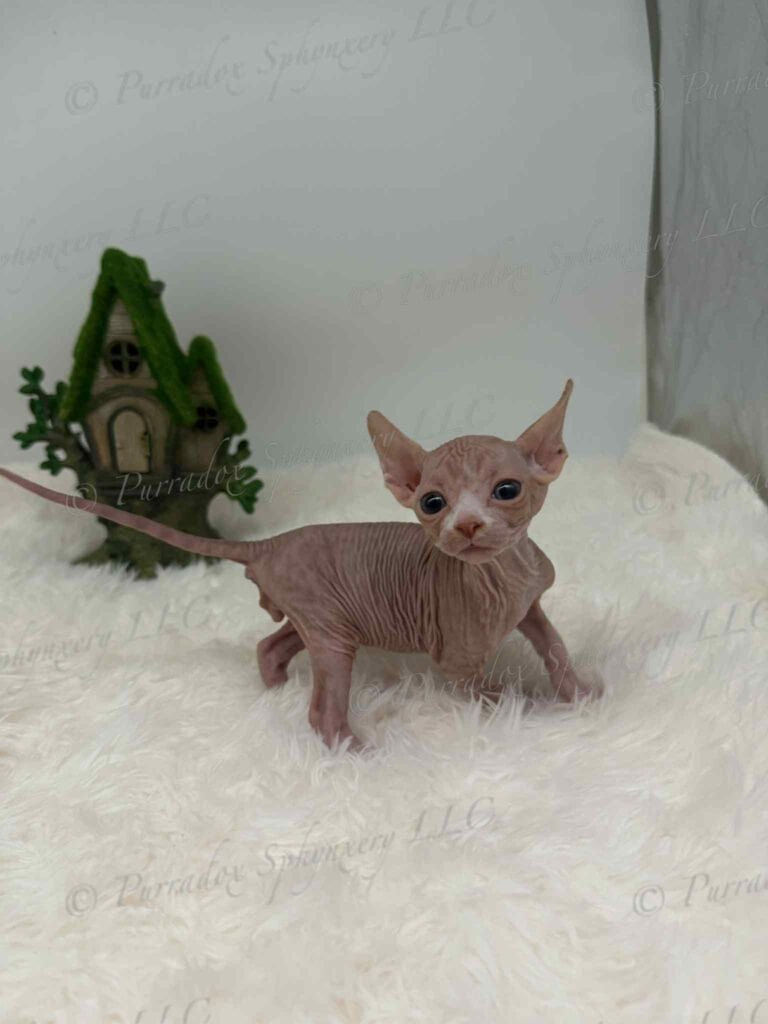 Red and White Sphynx Fenix